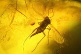 Fossil Aphid (Sternorrhyncha) & Fly (Diptera) in Baltic Amber #145479-2